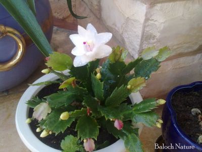 Christmas Cactus white
کیکٹس
Cactus
