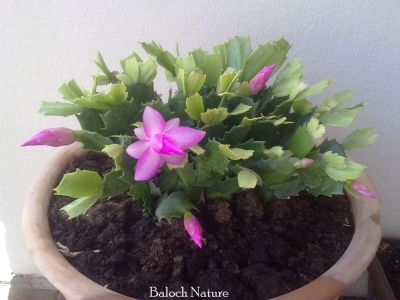 Christmas Cactus pink
کیکٹس
Cactus
