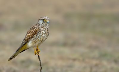 Commen Kestrel
شکاری
Shekari

