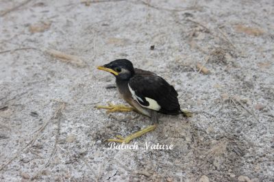 Common Myna chick
گولو ءِ پڈ
Golo e padd
اے گولوے یک چُک ءِ چہ کدو ءَ درتکگ۔ گولوے چُک بزاں پڈ کسانی ءَ باز بے ڈول انت ۔

