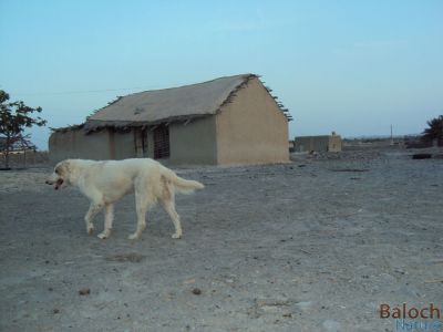 Dog
Kochik
کُوچک
واھداں بلوچ گیشتر مالدار بوتگ انت - چمیشکا بلوچاں وتی مال ء چار و ٹپّاس ء کُوچک وتی لوگے دپ ء داشتگ انت - ہمے سوب انت کہ مرچی ہم بلوچ وتی لوگے دپا کُوچک داریت -۔

