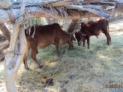 Cow
Gouk
گوک
مادگ و ٹاب دو ٹال ککّے سرا مڈیتگ انت - پرچا کہ شُدیگ انت - بلوچ راج ہم وت ماں وتا مڈیتگ انت - بلکنگاشُدیگ انت؟

