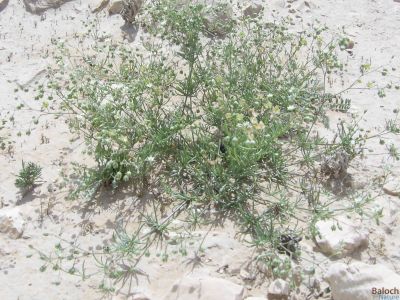 Corn Spurry (Spergula arvensis)
Dandalo
ڈنڈلو
گونڈیں او بارگیں ورّودیں کاہے، کہ گیشتر گلّہ اُو جوانی ڈگارانی توکا رودیت - اشیا کاہُک ء وڈا کارمرز کن انت
نمنتوک اُو ڈنڈلو ہردو گُہاراں 
مات ء مُرتگ بلے پُرس نہ داراں

