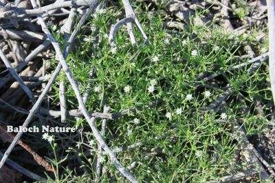 Corn Spurry. Spergula arvensis
ڈنڈلو
Dandalo

گونڈیں ءُ بارگیں ورّودیں کاہے، کہ گیشتر گلّہہ ءُ  جوانی ڈگارانی توک ءَ رودیت - اشیا کاہُک ءِِ وڈا کارمرز کن انت
نمنتوک ءُ ڈنڈلو ہردو گُہاراں 
مات ءِ مُرتگ بلے پُرس نہ داراں
