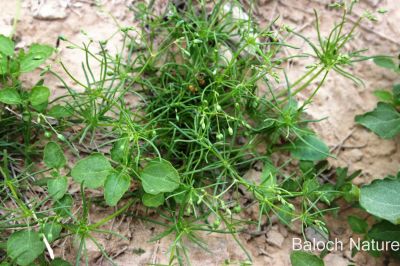 Corn Spurry. Spergula arvensis
ڈنڈلو
Dandalo

گونڈیں ءُ بارگیں ورّودیں کاہے، کہ گیشتر گلّہہ ءُ جوانی ڈگارانی توک ءَ رودیت - اشیا کاہُک ءِِ وڈا کارمرز کن انت
نمنتوک ءُ ڈنڈلو ہردو گُہاراں 
مات ءِ مُرتگ بلے پُرس نہ داراں

