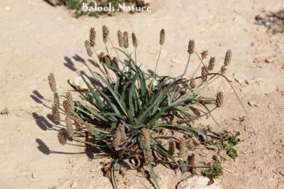 Plantago boissier
دانیچک
Danichk
دانیچک یک کسانیں کاہ ات، بلے بلوچستان ءَ اشیے ٹوھیں ارزشت ءِ بوتگ ، دانیچک ءِ چنگ ءَ جننیناں سپت زُرتگ ءُ جنگل ءَ پہ دانیچک ءِ چنگ ءَ شتگ انت ۔ دانیچک زرتگ پنگ جوڑ کتگ انت ، بلے مرچاں آ پیشی وھد گوستگ انت ، نوں کس وتی سراں دانیچک نہ جنت ۔ چونایا دانیچک دوائے کہ لاپ ءِ بادینگ ءَ شر انت ۔
