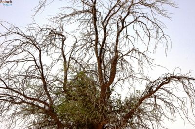 Half Dried Tree
Dar Garr
دارگرّ
دار گرّ ھما ٹوہیں درچکانی سرشاہ کہ ھُشک بنت - تاک رچنت او شاہ مک بنت - جنگل ء توکا کپوت او شاتُل گیشتر دارگرّیں درچکانی سرا نندیت او کو کو کن انت 
