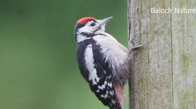 Woodpecker
Daran Tokkok
داراں ٹُکّوک
داراں ٹکّوک کسانیں مُرگے کہ مدام بلوچستان جنگل ء یا مچکدگ ء درچکانی کُنٹاں چہ پُچل بزاں کُچلاں چہ وتی وراکاں درگیجی - دارانی توکے کرماں پہ شوق وارت - تانسریں جہان ء دو سد داراں ٹکّوکی ذات است بلے بلوچستان دو سے زات ء گیشتر نیست - باز جاہ ایشیا واڑہ ہم گوشنت -۔

