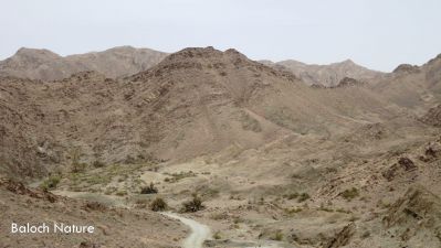 A view of Dashtok Zamoran
دشتوک زامُران
Dashtok Zamoran
اے دشتوک زامُران ءِ یک ندارگے ۔ چارگ کرز ایت
