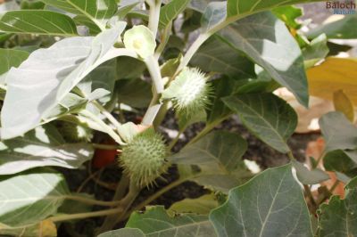 Datura
دتوُرگ
دتورگ یک کسانیں بوٹگے کہ میدان جنگل اُو کوہاں رودیت - دتورگ زرد و اسپیتیں  ڈولداریں دراجیں پُل پر کنت - دتورگ بر کنت کہ کُنٹآگ کنٹگ نمونگیں پُوستے تۃا دانگ ماں - چونئیا دتورگ دوا ء بلے مرچاں دتورگ دانگاں پہ نشہ کارمرز کن انت 
