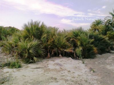 Nanorrhops ritchieana
داز
Daaz

داز ء چہ پیش پیداک بیت ۔ پیش ء چہ انچیں ازباب جوڈ بیت کہ بلوچ ء زندا گوں ہمگرنچ انت ۔
