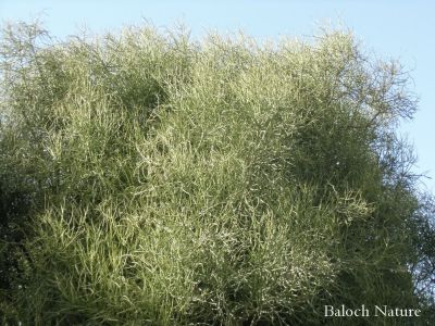 Euphorbia tirucalli
ڈیڈار
Dedaar

ڈیڈار یک ٹوہیں درچکے - ڈیڈار کلیرے وڑیں درچکے - بلے ڈیڈار نہ پُل پر کنت ننکہ بر - اشیا گیشتر ڈگارانِ لمبا کش انت تنکہ ڈیڈار ڈگارانی پل ببیت - ڈیڈار درچک اسپیتیں بد بوہیں شیرگ دنت کہ گورے گداں پُولنگ کن انت - ڈیڈار چاریں موسماں سبز انت

