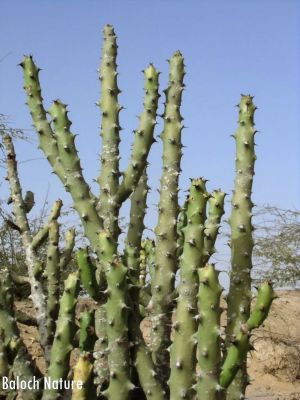 Euphorbia caducifolia
ڈیڈار
Dedaar
ڈیڈار یک کسانیں درچک ءِ کہ آ ئیے ھند انڈیا ءِ زرباری ھنداں بگر چہ سندہ ءُ بلوچستان ءَ بیلہ ءُ جھلوان ءِ جہلی ھنداں رودیت ۔ اے چو لُٹ ءِ وڑا رودیت ءُ کسانکیں تاک پر کنت ءُ اُرتیں پُل پر کنت ۔ ایشے دار ءَ تُرندیں کُنٹگ پر بیت۔ ایشیے شیرگاں ٹپّاں پہ دوا پر کن انت کہ ٹپ وش ءُ دُراہ بنت ۔ 
