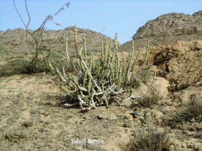 Euphorbia caducifolia
ڈیڈار
Dedaar
ڈیڈار یک کسانیں درچک ءِ کہ آ ئیے ھند انڈیا ءِ زرباری ھنداں بگر چہ سندہ ءُ بلوچستان ءَ بیلہ ءُ جھلوان ءِ جہلی ھنداں رودیت ۔ اے چو لُٹ ءِ وڑا رودیت ءُ کسانکیں تاک پر کنت ءُ اُرتیں پُل پر کنت ۔ ایشے دار ءَ تُرندیں کُنٹگ پر بیت۔ ایشیے شیرگاں ٹپّاں پہ دوا پر کن انت کہ ٹپ وش ءُ دُراہ بنت ۔
