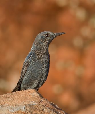 Blue rock thrush 
ڈکّالوک
Dokkalok
ڈکالوک یک کسانیں مُرگ ءِ کہ چہ گولو شہباز ءَ کم ءِ کستر انت ۔ اے بلوچستان ءَ آمین ءِ ھلاسی بزاں ایرھت ءَ کیت انت ۔ چمیشکا اشیا ڈوکالوک گوش انت چیا کہ ایرھت ءِ درگت ءَ بلوچستان ءَ ہچ نیست۔ چونایا اے بلوچستان ءِ رھگوازی بالی مُرگ ءِ جہمنندیں مُرگ ءِ نہ انت ۔ 
