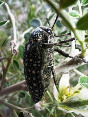 Sulphurous Jewel Beetle
ڈومبو ، پلپلانزو ژنگوک
Dombo or Pilpilanzo or Zhangok
اے ڈومبو یا پلپلانزو بلوچستان ءِ بالائی    ھند ءُ دمگاں دست کپیت۔ بزاں کہ اے ڈومبو سردیں ھند ءُ دمگاں بیت ۔ 
