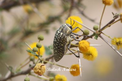 Sulphurous Jewel Beetle
ڈومبو یا پلپلانزو ژنگوک
Dombo or Pilpilanzo or Zhangok
اے ڈومبو بلوچستان ءِ گرمیں ھنداں دست کپیت، ڈومبو مکران ءَ چگرد کہ پُل بیت گڈا اے ڈومبو پیداوری کنت ، چگردے پُل ہمنچوک گیش بہ بنت ءُ ڈومبو ہم ہمے وڈا گیش بنت ۔ چونایا من ہمے سرپد باں کہ ڈومبو بلوچستان ءِ نندوکیں لولوک نہ انت ، بلکن سپرے درگت ءَ بلوچستان ءَ گوازیت۔
