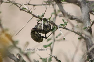 Sulphurous Jewel Beetle
ڈومبو یا پلپلانزو  یا  ژنگوک
Dombo or Pilpilanzo or Zhangok
اے ڈومبو بلوچستان ءِ گرمیں ھنداں دست کپیت، ڈومبو مکران ءَ چگرد کہ پُل بیت گڈا اے ڈومبو پیداوری کنت ، چگردے پُل ہمنچوک گیش بہ بنت ءُ ڈومبو ہم ہمے وڈا گیش بنت ۔ چونایا من ہمے سرپد باں کہ ڈومبو بلوچستان ءِ نندوکیں لولوک نہ انت ، بلکن سپرے درگت ءَ بلوچستان ءَ گوازیت۔

