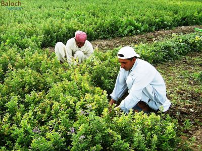 Alfalfa, Medicago sativaa
Espost
اسپُست
اسپست یک کاہے کہ اشیا کش انت - اشیا رُون انت و دلوتاں دیینت ء باز  جوانیں کاہے گرماگ ء ماہ ء دو رندا رون دنت بلے زمستان ء سے ہپتگے سرا یک رندے رون دنت - بلوچستان ء اسپست نیادی بہر نہ بیت اسپستے لوٹ سک باز انت
ادا دو جوان اسپست بہا کنگے واستہ رونگا انت 
