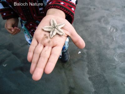 Star fish
استار ماھیگ
Estar mahig
استار ماھیگ چونایا ماھیگ ءِ نہ انت ، بلکن دریائی لولوک ات ۔ اے باز ڈولدار انت دریائے چولاں گوں ڈن ءَ دار کیت۔ گونڈو زورانت ءُ لیب ءِ کن انت ۔ اے چو استارے دروشم ءَ انت چمیشکا بلوچ ہم اشیا استار گوش انت ۔ 
