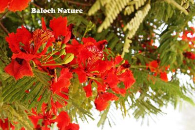 Flame tree (Delonix regia)
گلُ مُہر
Gul e Mohor
گل مہر اے ڈنّی درچک ءِ بلے مرچاں بلوچستان ءَ دان دانگے است، گُل مہر باز ڈولداریں پُل پر کنت، اے گیشتر ماں مئ تاں اگست گرماگ ءِ موسماں پُل بیت کہ تانسریں درچک سُہر سُہر بیت۔ 
