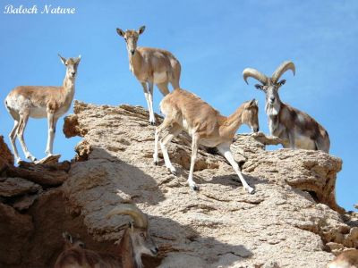 Capra caucasica
گڈ ءُ گرانڈ
Gadd o Grand
بلوچستان کہ ھُدائے رھمتاں یل کتگ، چُنت وھد انت کہ ھُوراں وتی راہ تاب داتگ انت، ءُ بلوچ مہلوک ءَ بلوچستان ءِ کوہانی دلوت ہم ھلاس کتگ انت، بلے تنیگا ہم بلوچستان ءِ ماتبند بے گڑ ءُ گُرانڈ نہ انت ۔ بلے باریں کدی ناسرپدیں تیرانی ھرجان بنت ۔
