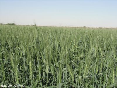 Wheat
گللہ
Galla

بلوچستان ءَ گلہ ءِ الکاپیں کشاورزی بیت، ءُ گلہ بلوچستان ءِ کوھنیں کشاراں چہ یک ءِ ۔ اے گلہ ءِ ڈگار ھوش انت ءُ تنیگا سبز انت کہ باز ڈولدار انت ۔ 
