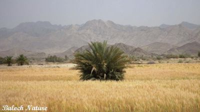 Golden Weat
گلّہ رون انت
Gallah ron ant
بلوچستان ءَ گلہ ءِ الکاپیں کشاورزی بیت، ءُ گلہ بلوچستان ءِ کوھنیں کشاراں چہ یک ءِ ۔ اے گلہ ءِ ڈگار کوہ ءِ دیم ءَ انت کہ باز ڈولدار انت ۔ 
