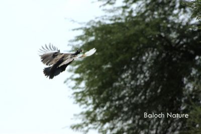 Guinea Fowl
گنی پُل
Gani poll
گنی پُل یک سیاہیں گسی مُرگ کہ اسپیتیں اُرتیں ٹک ءِ پر کہ باز بلوچ پُلاں باکلینک ہم گوش انت۔ اے مُرگ ءِ باز زات انت کہ لہتیں چہ بُن بیہ ءَ امیریکہ مُرگ انت ءُ  لہتیں افریکہ ءِ مرُگ انت۔ اے مُرگ ءَ لوگ ءَ دار انت ءُ رامگیں مُرگ ءِ۔
