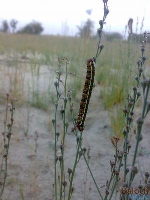 Danaus Gilippus Queen
Ganji Ganjolan
گنجی گنجُلان
اے کرم بہارے ھلاسیے وھدا ودی بیت - چونایا پیملو ء ازلی دژمن انت، او پیملوے اجگیں دانگاں وارت - بلے یک ماہے درگتا گار و بیگواہ بیت، وہدے اے کرم کئیت،  گڈا درُچکیں مُرگ پنکلگ ، کرکی، نریانچ، کُلی ہمے کرماں چن انت ورانت - چونایا اے کرم تاوان دیوک نہ انت - چارگا باز ڈولدار انت - چیا کہ باز رنگانی نکش و نگار انت -۔

