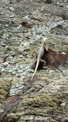 Garden lizard 
گرّی باگاڑ
Garri Bagaad
اے کسانیں ساہدارے کہ بلوچستان ءِ ڈل ءُ ڈوکانی کور ءُ کوھانی زینت انت۔ بلوچستان ہمک ھند ءَ اشیا وتی نام است انت۔ چوش کہ خاران ءَ '' گوپوک '' ءُ رخشانی '' کِلیڑ گوش انت۔
