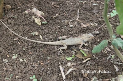 Garden lizard
گرّی کوڈیل
Garri Kodail
اے کسانیں ساہدارے کہ بلوچستان ءِ ڈل ءُ ڈوکانی کور ءُ کوھانی زینت انت۔ بلوچستان ہمک ھند ءَ اشیا وتی نام است انت۔  چوش کہ خاران ءَ '' گوپوک '' ءُ رخشانی '' کِلیڑ گوش انت۔
