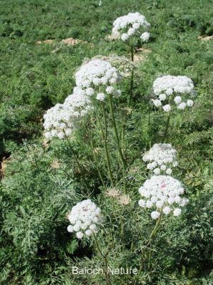 Carrot's flowers
گزّرک پُل انت
Gazzirk Pol ant
ادا گزّرک پُل انت۔
گزّرک یک سبزی ات کہ وتی روتگ ءَ بر جوڑ کنت۔ بزاں روتگ آئیے بر انت ، اے زمستان بزاں بہار ءِ درگت ءَ کشگ بیت ۔ اے بُن اسل ءَ ایران ءُ افغانستان ءُ سبزی زانگ بیت، ایشیا بلوچستان ءَ وھدے زمانگ ءَ کم کشتگ پہ وتی ورگ ءِ واستہ بلے مرچاں اے پہ بے ءُ شر ءَ باز کشگ بیت ۔ چونایا اشیے بر گلابی رنگ انت بلے زرد ءُ سُہر ءُ اسپیت رنگ دست کپیت ۔
