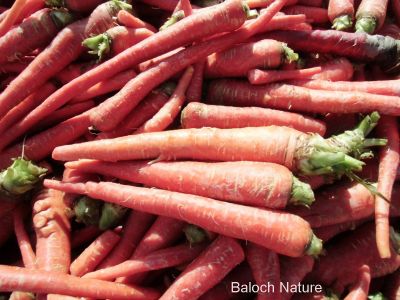 Carrot
گزّرک ءِ سمر
Gazzirk e samar
ادا گزّرک پہ ورگ ءِ واستہ جاڑی انت ۔ 
گزّرک یک سبزی ات کہ وتی روتگ ءَ بر جوڑ کنت۔ بزاں روتگ آئیے بر انت ، اے زمستان بزاں بہار ءِ درگت ءَ کشگ بیت ۔ اے بُن اسل ءَ ایران ءُ افغانستان ءُ سبزی زانگ بیت، ایشیا بلوچستان ءَ وھدے زمانگ ءَ کم کشتگ پہ وتی ورگ ءِ واستہ بلے مرچاں اے پہ بے ءُ شر ءَ باز کشگ بیت ۔ چونایا اشیے بر گلابی رنگ انت بلے زرد ءُ سُہر ءُ اسپیت رنگ دست کپیت ۔ 
