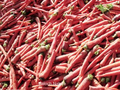 Carrots
گزّرک
Gazzirk
گزّرک یک سبزی ات کہ وتی روتگ ءَ بر جوڑ کنت۔ بزاں روتگ آئیے بر انت ، اے زمستان بزاں بہار ءِ درگت ءَ کشگ بیت ۔ اے بُن اسل ءَ ایران ءُ افغانستان ءُ سبزی زانگ بیت، ایشیا بلوچستان ءَ وھدے زمانگ ءَ کم کشتگ پہ وتی ورگ ءِ واستہ بلے مرچاں اے پہ بے ءُ شر ءَ باز کشگ بیت ۔ چونایا اشیے بر گلابی رنگ انت بلے زرد ءُ سُہر ءُ اسپیت رنگ دست کپیت ۔
