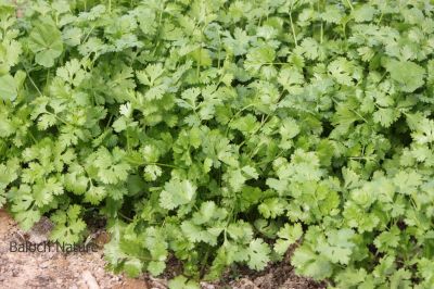 Coriander
Gehnich
گہنیچ


گہنیچ کسانیں بوٹگے - بلے اشیا مسالہ ء جاہ ء کار بندانت - گینیچ بلوچستان ء اسلی بوٹگ نہ انت بلے اے چہ انڈیا درآمد کنگ بوتگ - مرچی باندا بلوچانی نارُشت بے گہنیچ ء ھچ تامدار نہ بنت - چمیشکا گہنیچ ء نیادی انت - گہنیچ ہما تہلگ یا مسالہ انت کہ اشیے تاکاں بگرتاں دانگاں دروستاں کار گرانت - انڈیا ء اُنڈال ء چوپنت او کار گرانت 

