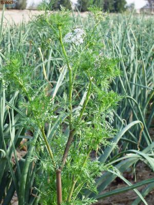 Coriander 
Gehnich
گہنیچ
گہنیچ کسانیں بوٹگے - بلے اشیا مسالہ ء جاہ ء کار بندانت - گینیچ بلوچستان ء اسلی بوٹگ نہ انت بلے اے چہ انڈیا درآمد کنگ بوتگ - مرچی باندا بلوچانی نارُشت بے گہنیچ ء ھچ تامدار نہ بنت - چمیشکا گہنیچ ء نیادی انت - گہنیچ ہما تہلگ یا مسالہ انت کہ اشیے تاکاں بگرتاں دانگاں دروستاں کار گرانت - انڈیا ء اُنڈال ء چوپنت او کار گرانت 

