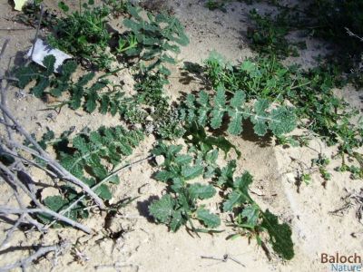 WILD_RADISH
Goki Zoban
گوکی  زُبان
گوکی  زُبان کسانیں کاہے کہ بہار ء وھدا رودیت - ٹیلکاہ و تُرپ ء وڈیں کاہے - بلے پہ وراگ ء تامدار سنت - اشیے تاک  دراج و زبر انت گوکے زبان یا للّک ہم دراج و زبر انت چمیشکا نام کپتگ 
