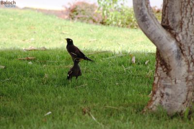 Common Myna
گولو
گولو بلوچستان ء جہمنندیں با لی مُرگ ء - سکّیں ہُژاریں مرگے - گرماگ ء درگتا مچکدگ ء زمستان ء گیشتر بازارا  گردیت - گولو چہ اپسانشدوک رند شور کنوکیں مُرگ انت
بلوچاں گشتگ
من گراگ سیاہ اُو گولو کمبرا دستگ
