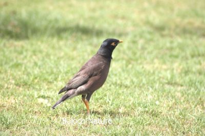 Common Myna
گولو
Golo
گولو بلوچستان ء جہمنندیں با لی مُرگ ء - سکّیں ہُژاریں مرگے - گرماگ ء درگتا مچکدگ ء زمستان ء گیشتر بازارا گردیت - گولو چہ اپسانشدوک رند شور کنوکیں مُرگ انت
بلوچاں گشتگ
من گراگ سیاہ اُو گولو کمبرا دستگ
