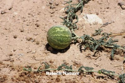 Bitter Apple (CITRULLUS COLOCYNTHIS)
گنج
Gonj
اے ول ریکپادیں او ھُشکاوگیں ڈگارواں رودیت، گوُانڈوین بر پر کنت - چو کٹّلُک ء وڈا گندگ کاۃنت - اشیے بر سک زھر انت، بلے اشیارا پہ دوا کارمرز کن انت -۔
