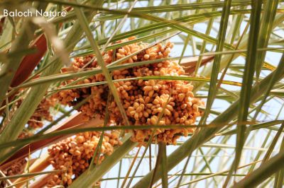 Male Date palm
گونش پپُک انت
Gonsh papok ant
مچ ءَ گونش کن انت گڈا مچ بندیت ءُ پپُک  ءُ ناہ دانت ، بلے گونش ادا پینّگ انت ، گونش ءَ ناہ بوّگے واستہ چے کنگ لوٹ ات؟
