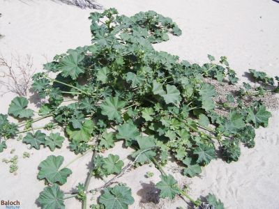 MALVA PARVIFLORA [MALLOW]
Goragpad
گراگ پاد
گراگ پاد بہار کاہے - اے زمستانی ھور ء درگتا ھر ھند و دامگاں رودیت - بلوچاں اے کاہکے  وڈا لہڈ داتگ و وارتگ و نارشت کتگ - اشیا دْراہین داوت چرانت

