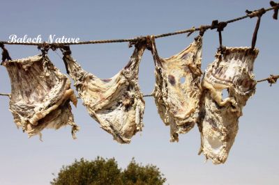 Sheep Dried Meat
گرانڈ ءِ تباھیگ
Gorand e Tebahig

تیباھگ بلوچستان ء عید ے براک ء سراتکگیں گوشت انت کہ ایشاں انار دانگ و واد پر کتگ بُرزیں جاہا درانج انت کہ ھشک بہ بنت - مرچاں تیباھگ باز کم جوڑ کن انت چیا کہ مرچاں سردانہ است ء بلے اے اکس بلوچستان ء مال چارینوکانی کہ مزنیں عیدے درگت ء قربان کوتگیں براکانی گیشیں گوشت انت کہ تیباھگ جوڈ کتگ انت - اے اکس گرانڈ بزاں اسپیت پس ءِ تباھیگ انت ۔
