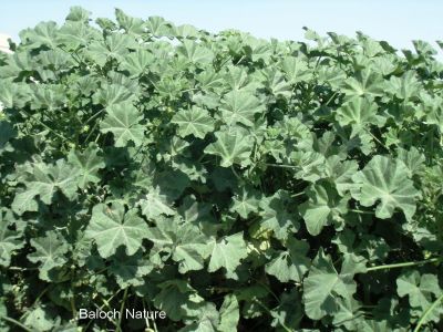 MALVA PARVIFLORA
گراپاد
Gorapad
گراگ پاد بہار کاہے - اے زمستانی ھور ء درگتا ھر ھند و دامگاں رودیت - بلوچاں اے کاہکے وڈا لہڈ داتگ و وارتگ و نارشت کتگ - اشیا دْراہین دلوت چرانت ۔
