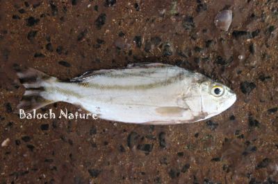 Crescent-banded Grunter
Gork
گُرک
گُرک کسان زاتیں ماھیگ ءِ کہ دراجی 30 سنٹی انت ۔ اے گیشتر ماں تیاب دپاں گردیت۔ بلے اگاں جاہ ءِ کہ وشیں آپ سوریں دریا بریچیت گُدا اودا جُہلیں جاہاں ہم گردیت۔ اے گیشتر اسٹرالیا ءِ روچ ایرشُتی ہند و دمگاں بگر تاں ہند ءِ اربستاں اے ماہیگ است انت ۔

