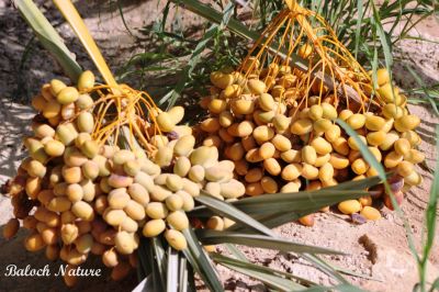 Date fruits 
گونگیں مچ
Gowangin machch
گونگیں مچ کہ وھدے بر کنت باز ڈولدار گندگ بیت چیا کہ آئیے ھوش زمین ءِ سرا ایر بنت۔ اے اکس ءِ توک ءَ گونگے ھوش ہم بُن ءَ ایر انت۔
