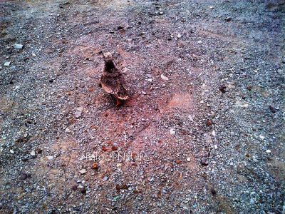 Lichtensteins Sandgrouse-chicks
گورداگ ءِ پَڈ
Gowardag e padd
