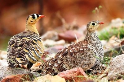 Lichtenstein's Sandgrouse
Gwardaag
گورداگ

گورداگ بلوچستان ءِ کور، کوہ ءُ کُچگانی زینت انت ۔ گورداگ لکرک ءِ زاتیں بالی مُرگ ءِ کہ گیشتر ماں ڈل پادیں ھنداں وتی جاہ کنت ۔ اے تہارین مغرب ءُ تہاریں سُہب ءُ آپ کنت ، باز ڈولداریں مُرگ ءِ بلے مرچاں بلوچستان کم بوّان انت ۔ چیا کہ اشیا شکار کن انت ۔ دومی چہ تہاریں بانگواہ ءُ  تہاریں مغرب بال کنت آپ ءَ روگ کہ بجلی ءِ سمّاں لگ ات ءُ مریت۔ 
