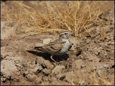 Greater short  toed lark
ڈگگو
Daggo
ڈگگو یک کسانیں بالی مُرگ ءِ۔ اشیے رنگ ءُ دروشم چو بُللی ءِ وڑا انت ۔ او مدام بُللی ءِ ہمراہ انت بلے اشیے آواز دگر ات او اے نوک کشیں کشارانی ازلی دژمن انت پرچا کہ آ انچو کُککڑے وڈا پیش کلونڈ ات ۔ باز ڈولدار یں مُرگ ءِ  ۔  

